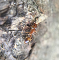 Temnothorax nylanderi