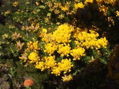 Aspalathus excelsa