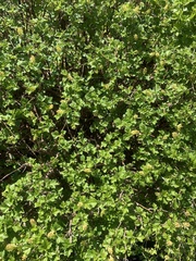 Ribes alpinum