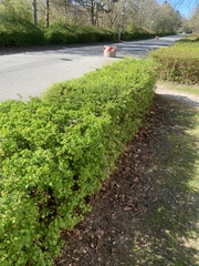 Ribes alpinum
