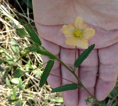 Sida lindheimeri