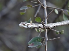 Thelotornis capensis capensis