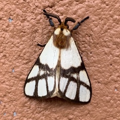 Anaphe panda