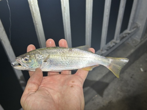 Queenfish (Seriphus politus) — Sciaenidae — 2