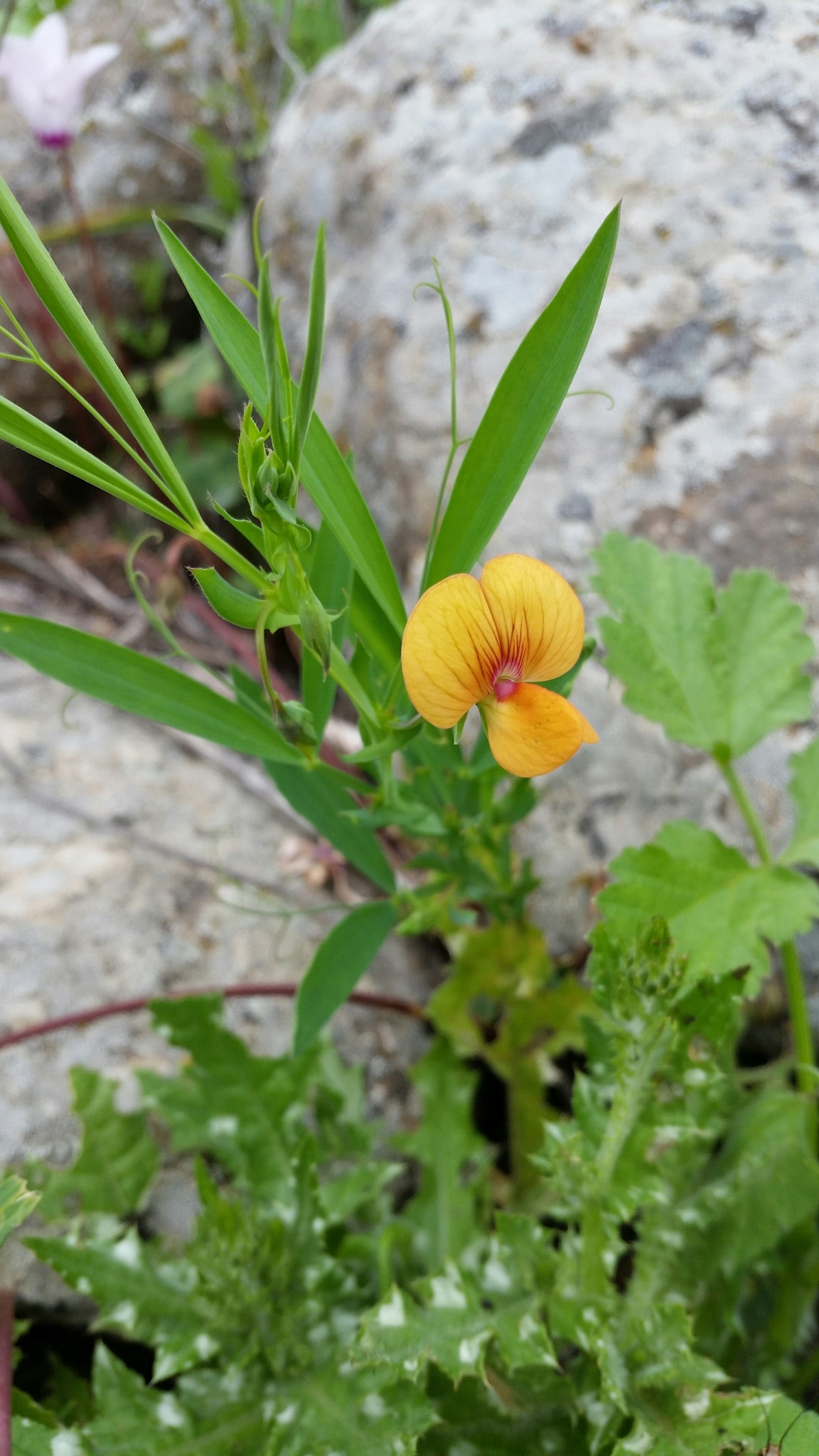 Lathyrus gorgoni