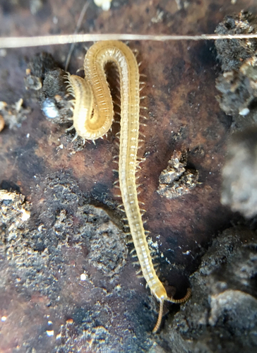 Henia vesuviana
