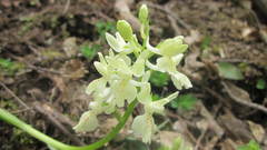 Orchis provincialis