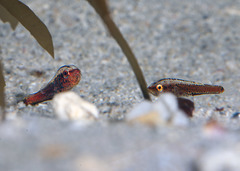 Aplodactylus westralis