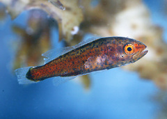 Aplodactylus westralis