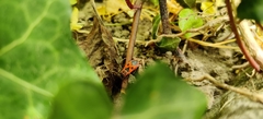 Pyrrhocoris apterus