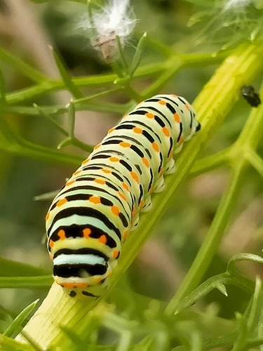 Old World Swallowtail