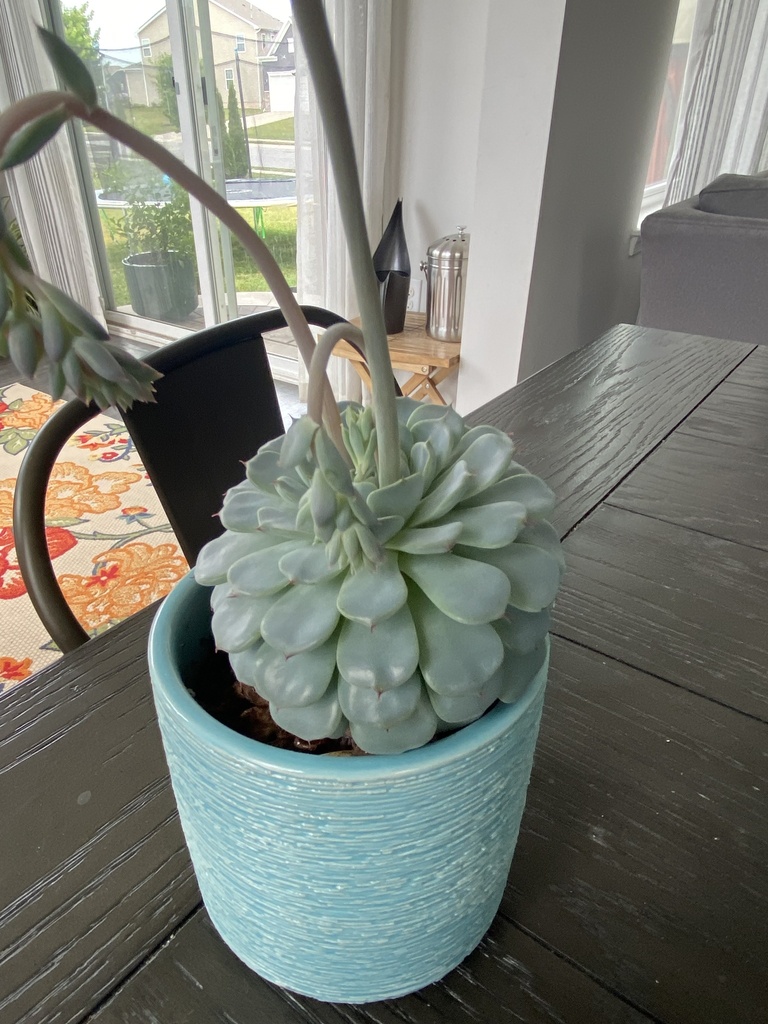 Echeveria plants growing