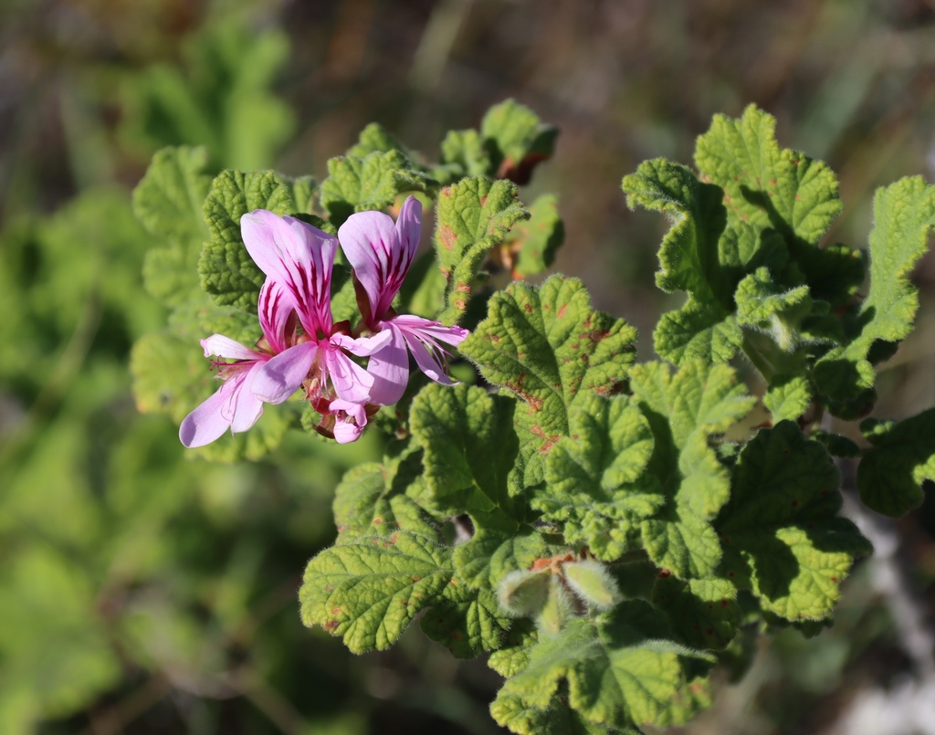 Pelargonium panduriforme; photograph (c) Tony Rebelo, some rights reserved (CC BY-SA)