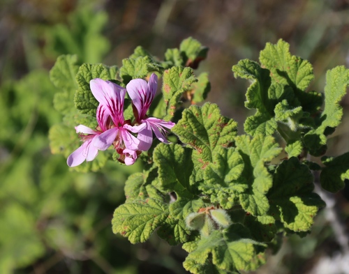 Pelargonium panduriforme