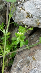 Galium pisiferum