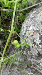 Galium pisiferum
