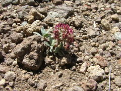 Menonvillea spathulata