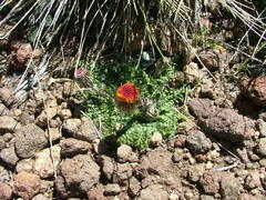 Senecio aspleniifolius