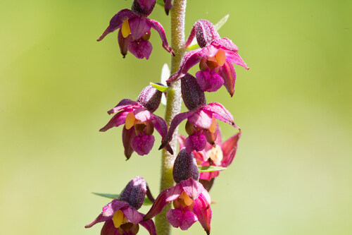 Dark-red Helleborine