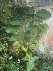 Epipremnum aureum