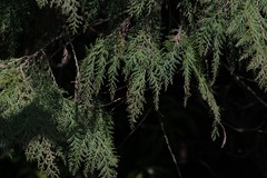Chamaecyparis formosensis