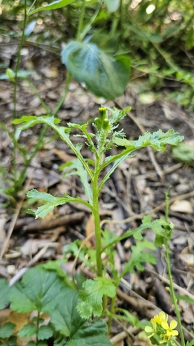 common groundsel