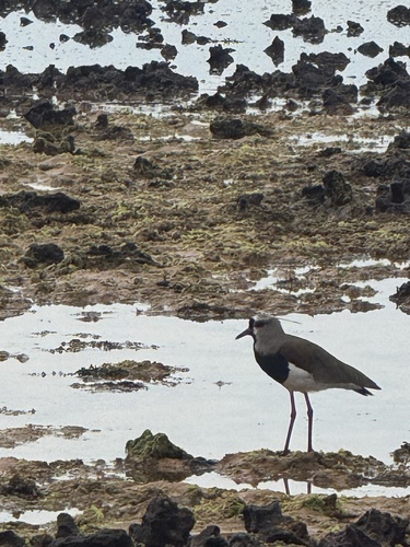 Southern Lapwing