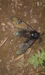 Chrysocale principalis