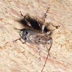 Oedopeza ocellator