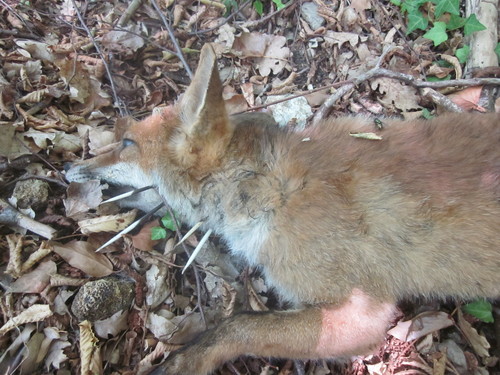 アフリカタテガミヤマアラシ