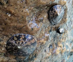 Cellana testudinaria