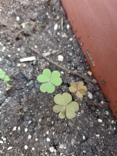 Creeping Woodsorrel