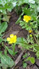 Ranunculus scandicinus
