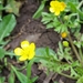 Ranunculus scandicinus - Photo (c) alonre, alguns direitos reservados (CC BY-NC)