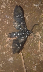 Chrysocale principalis