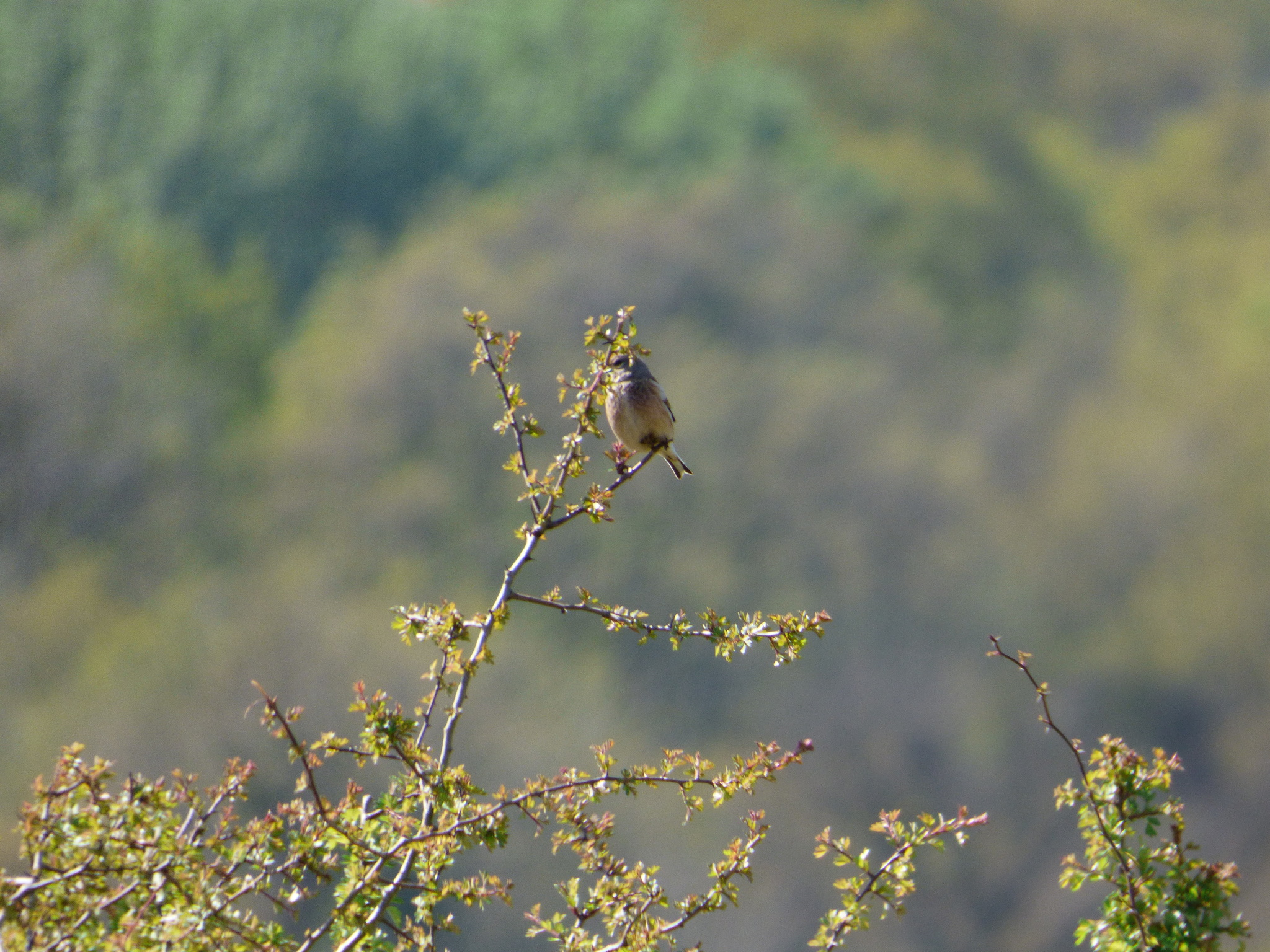 Common Linnet