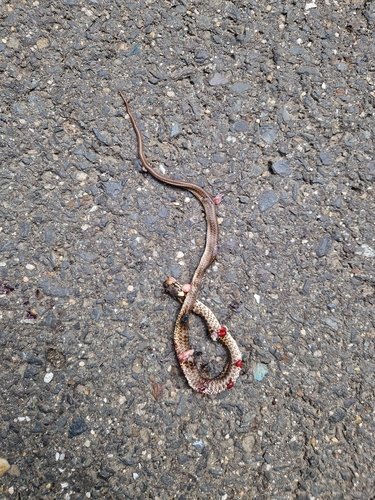 Aesculapian Snake