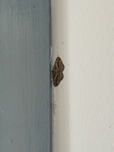Peribatodes correptaria