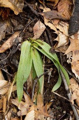 Careyanae