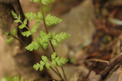 Cystopteris bulbifera