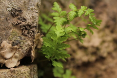 Cystopteris bulbifera