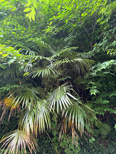 Chusan Palm