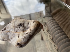 Chilopoda