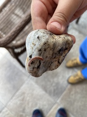 Chilopoda