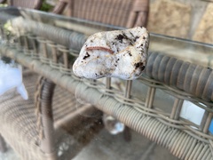 Chilopoda