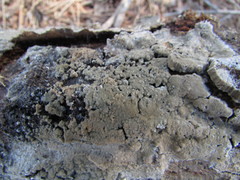 Botryobasidium conspersum