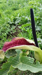 Arum dioscoridis