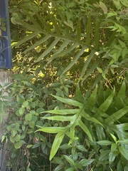 Microsorum scolopendria