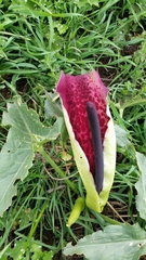 Arum dioscoridis