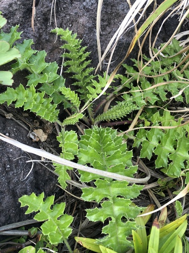Cirsium maritimum iNat (1)